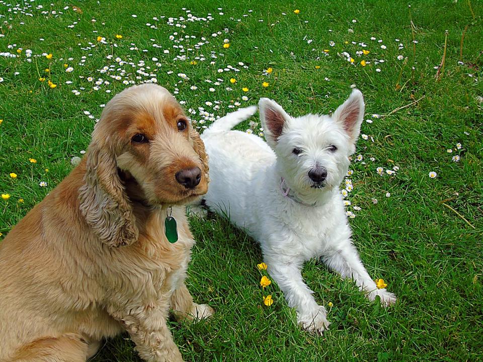 18274735 650475495160156 7120334349526596954 n